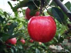 保定苹果：“品牌+技术”让传统林果业重焕生机